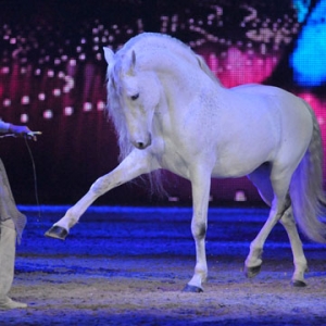 2013年埃森世界马术运动博览会Hop Top Show图片精选