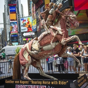 人马解剖塑化标本亮相美国纽约时报广场