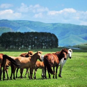 白马之乡，草原精神 西乌珠穆沁旗白马之乡文化节行记