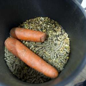 饲料的成分（上）——马主指南：饲养你的马匹