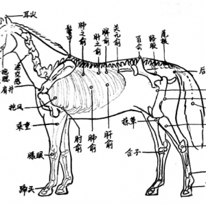 针、灸、火罐术在运动马治疗中的应用