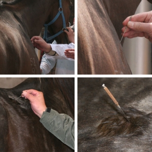 传统中兽医针灸疗法（对运动马的保健与治疗）——针