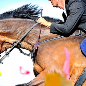 菲利普课堂：骑手应当全方面管理自己的马