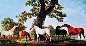 大橡树下的母马和马驹