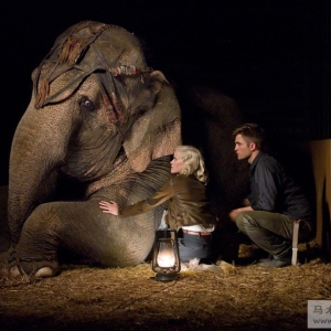 动物与人性——《大象的眼泪》