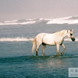 面朝大海