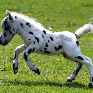 稀有的阿根廷微型马——法拉贝拉马