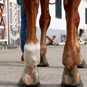 肌腱炎——马匹运动生涯的终结者？