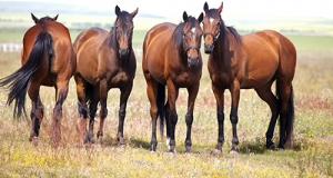 实用马匹营养学：如何衡量马匹的体况指数