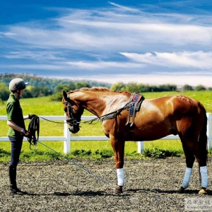 马术训练中马匹调教的基本原理