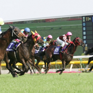 日本地震马场破坏严重，中国马业协会致慰问函