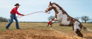 野骑过程中马匹对同伴过于依赖