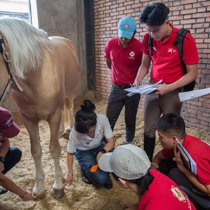 中国的马匹管理、教学和骑乘之我所见