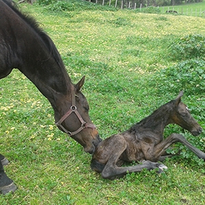 为什么母马的初乳对于新生幼驹来说很重要？