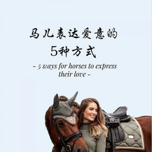 马儿表达爱意的5种方式