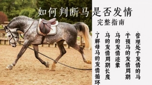 如何判断马儿是否发情