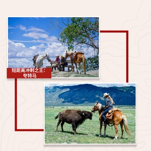 马背旅行的天使——适合野骑的7个马种