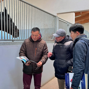 来了霍士丹马协会，才知道母马竟比种公马还有价值