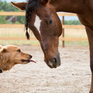 被马咬了是否会患狂犬病？用不用打疫苗？