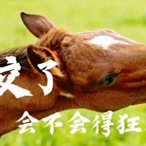 被马咬了是否会患狂犬病？用不用打疫苗？