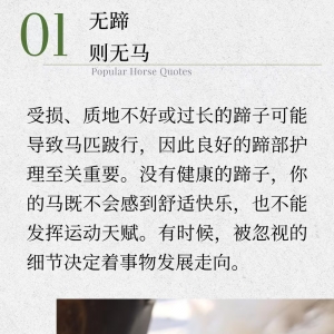 这六句关于马的谚语，饱含哲学，每个骑手都应该知道