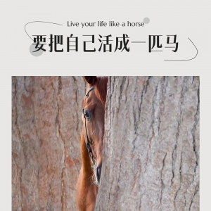 要把自己活成一匹马