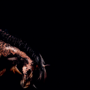 Glamour  Horses——马之魅