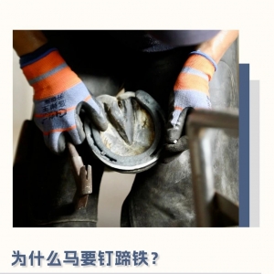 马匹一定要钉蹄铁吗？