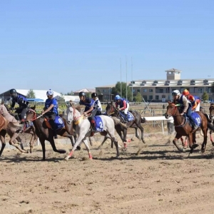 速度点燃锡林郭勒：2025中国速度赛马积分赛激情上演