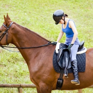 找回鞍上平衡：骑手与马匹的平衡练习
