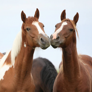 马友配对指南：为你的马找到合适的伙伴