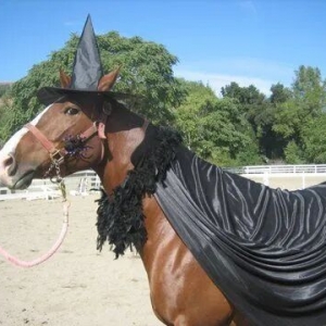 马术梗图 | 来汲取万圣节装扮灵感吧！