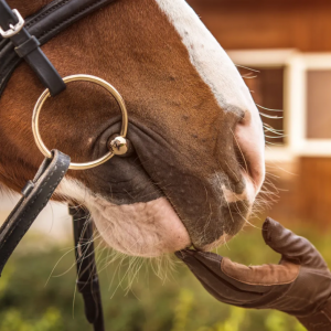什么衔铁才适合我的马？衔铁选择与适配超全指南