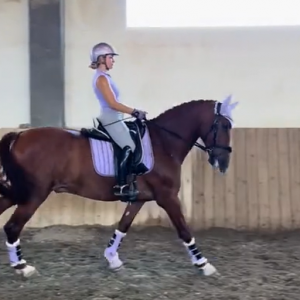 怎么让懒马“醒过来”：重建前进动力的实用训练