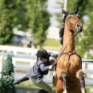 关于马术的5个有趣事实
