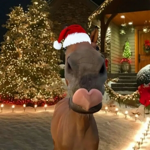 马术梗图 | 圣诞节你最想要的礼物是……？