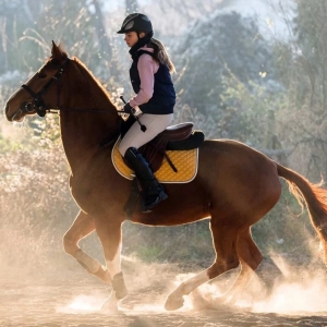 如何训练一匹非常紧张或精力过剩的马