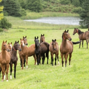 马靠什么方式“社交”？它们如何在群体中建立地位？