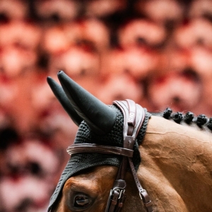 运动马健康维护：预防优先，把问题挡在赛前