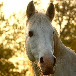 你的马是左撇子还是右撇子？