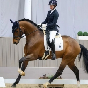 年轻马训练中最容易被忽视的三个关键阶段