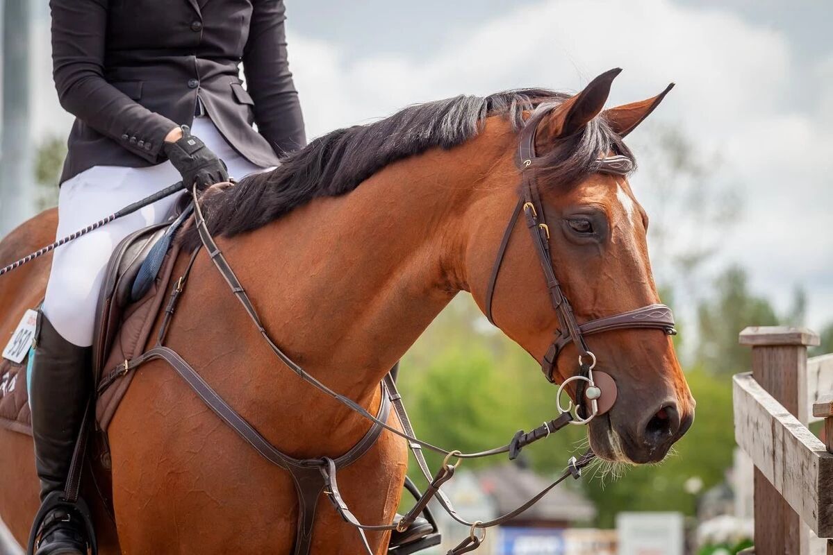 年轻马训练中最容易被忽视的三个关键阶段