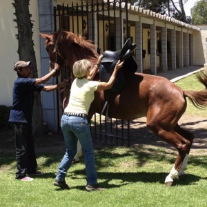 被忽略的真相：不合适的马鞍影响你的马