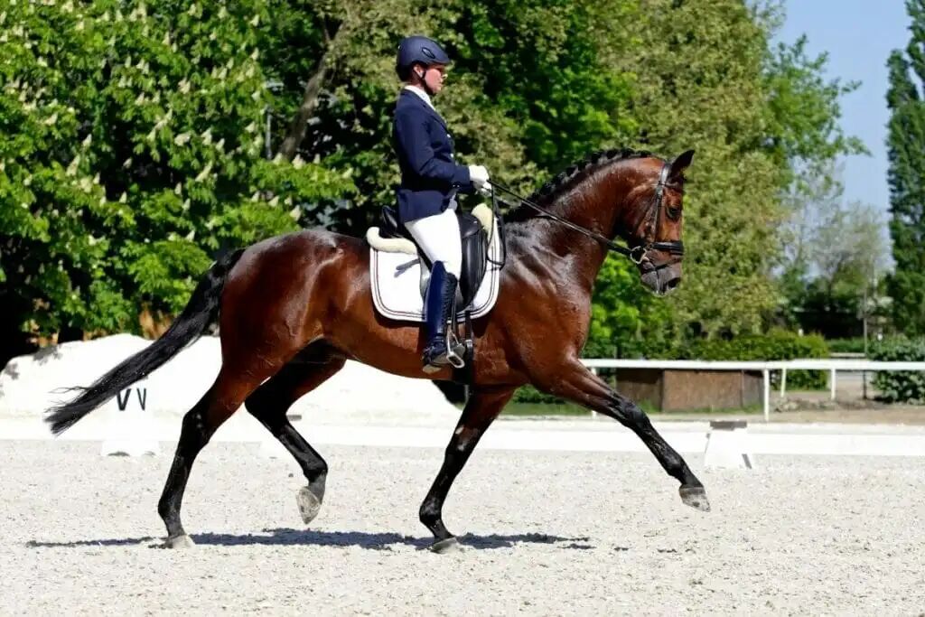 轻快步打浪吃力？你可能在对抗马的自然节奏