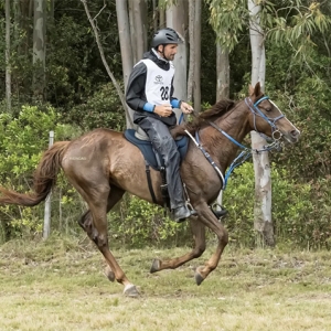 耐力赛：梦要够大，马会带你走远