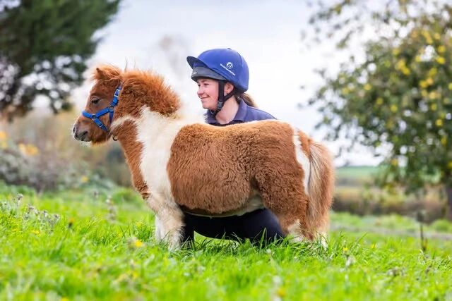 马年春节小矮马刷屏！一天卖30匹，但99%的人都不适合养
