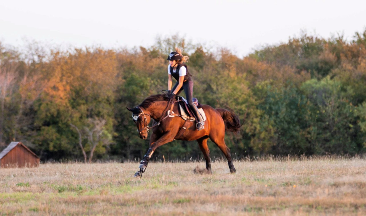 为什么放牧能让马变得好骑？